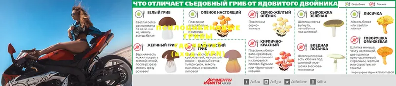 Псилоцибиновые грибы Cubensis  ссылка на мегу зеркало  Дубна  купить наркотики цена 